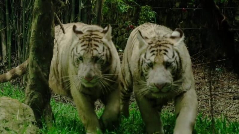 From Cebu City: Cebu Safari Adventure - Inclusions and Restrictions