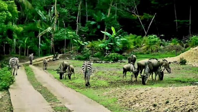 From Cebu City: Cebu Safari Adventure - Important Notes