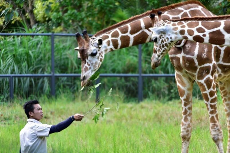 From Cebu City: Cebu Safari and Adventure Park Day Tour - Key Points