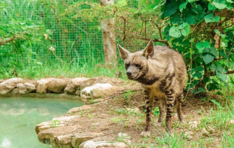 From Cebu City: Cebu Safari and Adventure Park Day Tour - Customer Feedback