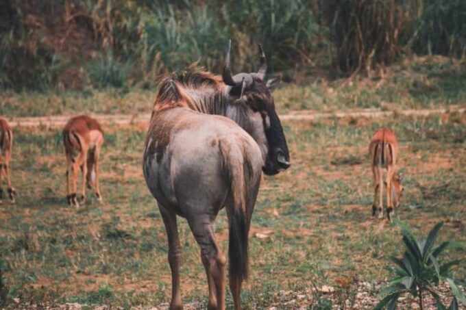 From Cebu City: Cebu Safari and Adventure Park Day Tour - Key Experiences and Highlights