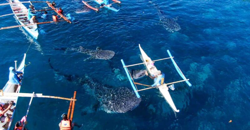 From Cebu City: Scuba Diving With Whale Sharks Trip in Oslob - Experience Details