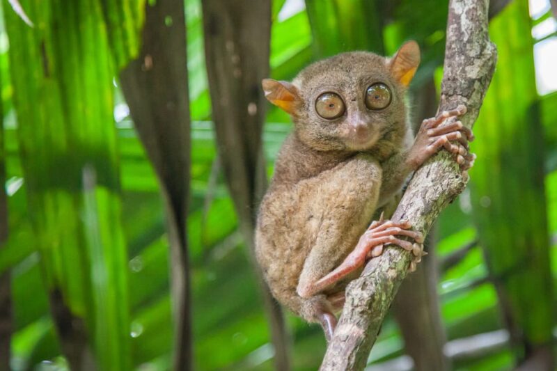 From Cebu: Day Trip to Bohol Highlights - Key Points