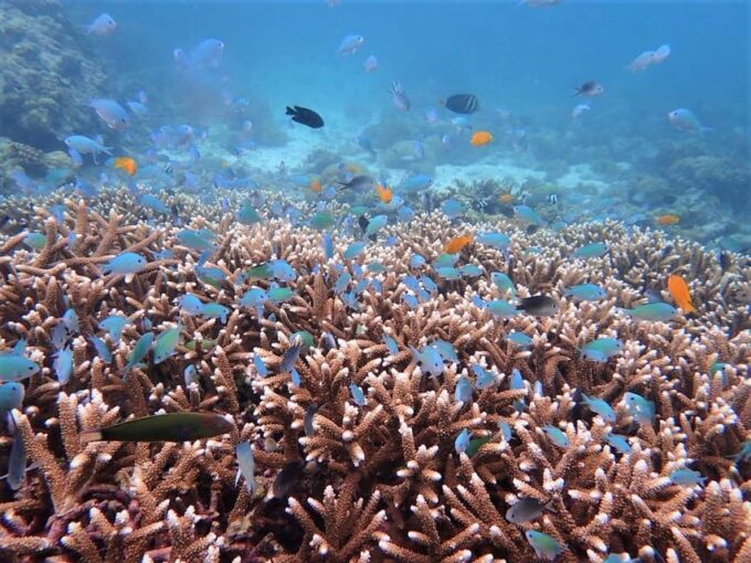 From Cebu: Island Hopping to 3 Islands With BBQ Lunch - Booking Information