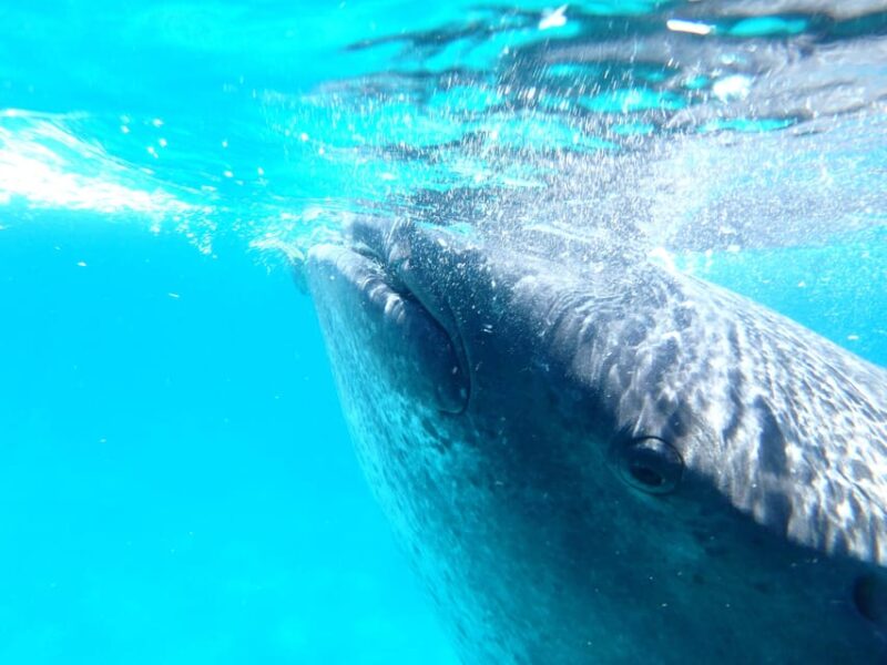 From Cebu: Oslob Whale Shark Snorkeling & Tumalog Waterfall - Key Points