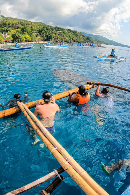 From Cebu: Oslob Whale Shark Snorkeling & Tumalog Waterfall - Tour Schedule and Requirements