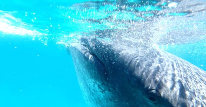 From Cebu: Oslob Whale Shark Snorkeling & Tumalog Waterfall - Customer Reviews and Ratings
