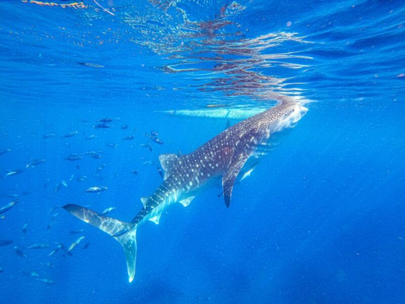 From Cebu: Whale Shark Snorkeling & Kawasan Canyoning Tour - Itinerary Highlights