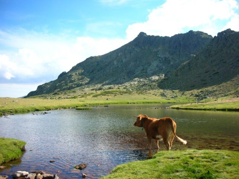 From Centro: Guadarrama National Park Private Tour - Guadarrama National Park