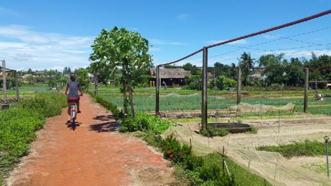 From Chan May Port: Da Nang and Hoi An Private Day Tour - Frequently Asked Questions