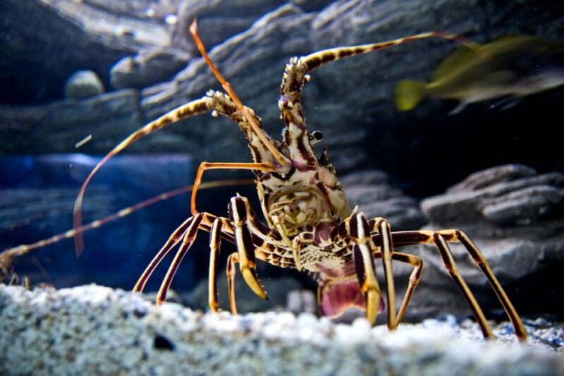 From Chania: CretAquarium, Heraklion City Tour - Pickup and Transportation