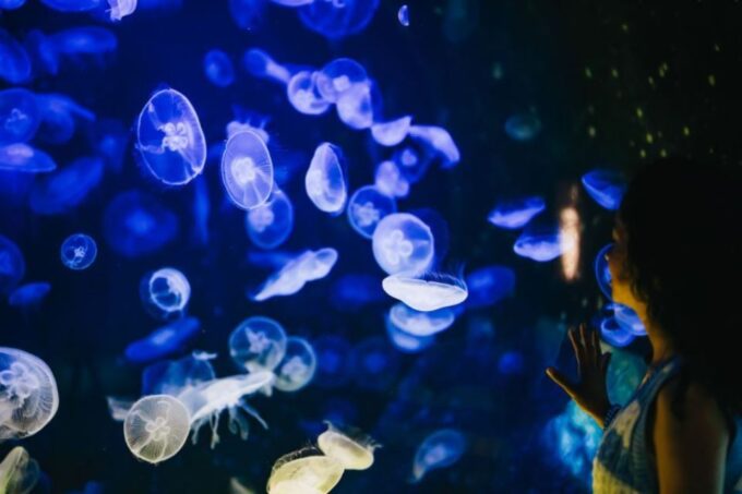 From Chania: CretAquarium, Heraklion City Tour - Important Information