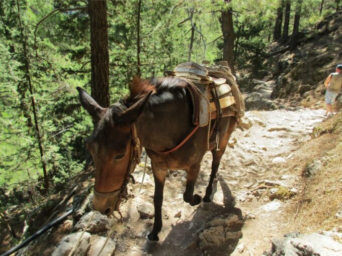 From Chania: Full-Day Samaria Gorge Trek Excursion - Frequently Asked Questions
