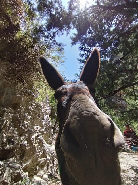 From Chania: Guided Tour to Loutro (Boat Tickets Included) - Booking Information