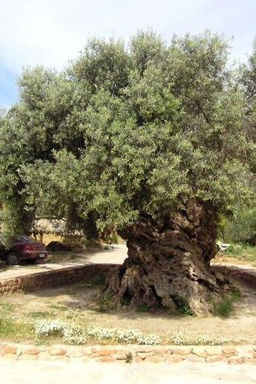 From Chania: Olive Oil, Wine, Cheese & Honey Tasting Tour - Olive Mill and Winery Tour