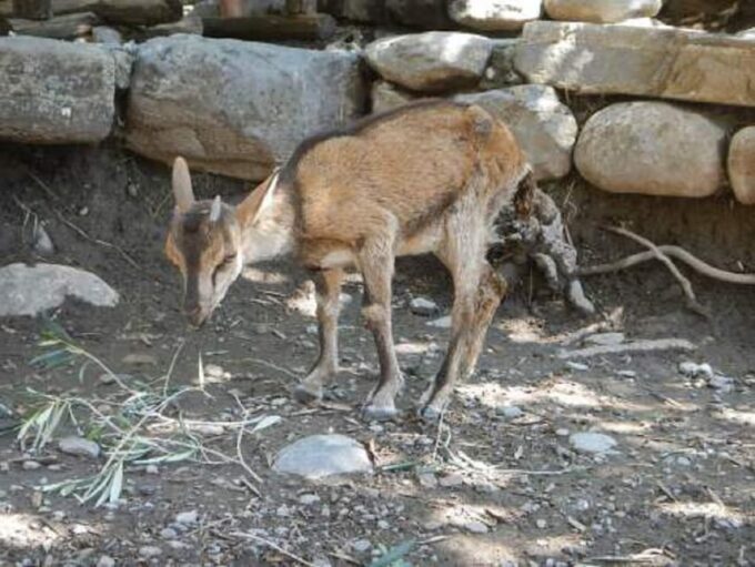 From Chania/Rethymno: Samaria Gorge Easy Way - Onsite Activities and Facilities