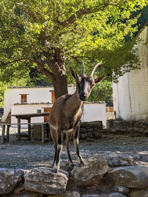 From Chania: Samaria Gorge Hiking Tour - Natural Springs and Hydration
