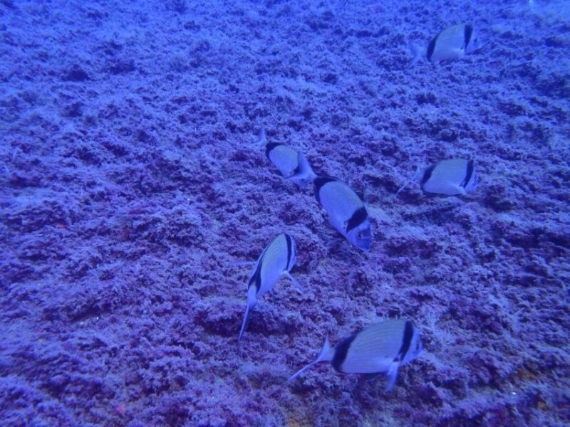 From Chania: Scuba Diving for Beginners - Gear and Safety Requirements