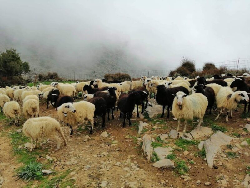 From Chania: White Mountains Land Rover Safari - Key Points