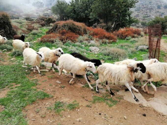 From Chania: White Mountains Land Rover Safari - Inclusions and Exclusions