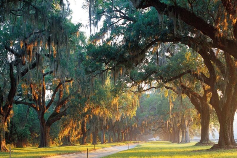 From Charleston: Boone Hall Plantation Entry With Transfers - Tour Experience