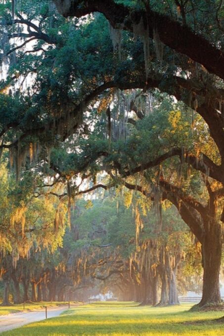 From Charleston: Boone Hall Plantation Entry With Transfers - Guided Tour Highlights