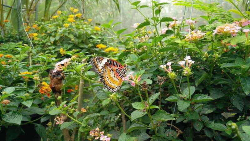 From Chiang Mai: Chiang Dao Cave & 5 Hill Tribe Villages - Customer Experience