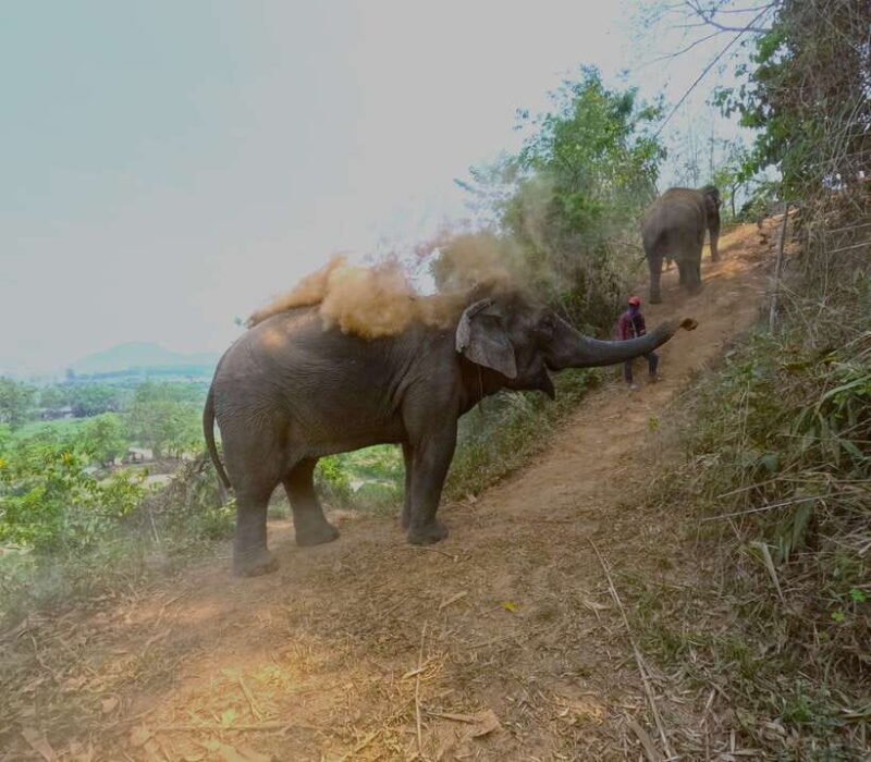 From Chiang Mai: Chiang Mai Elephant Care Morning Program - Itinerary Details