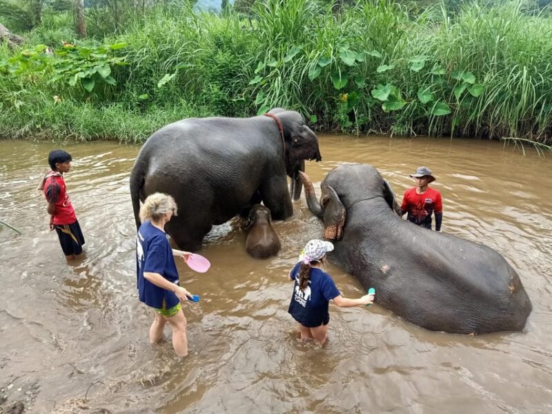 From Chiang Mai: Chiang Mai Elephant Care Morning Program - Traveler Reviews