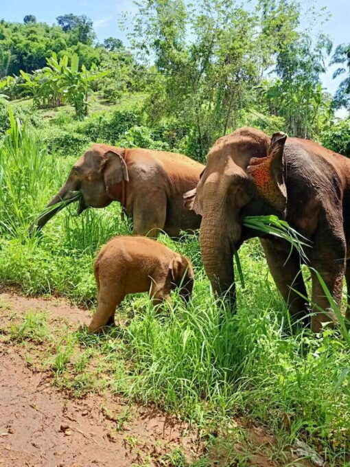 From Chiang Mai: Chiang Mai Elephant Care Morning Program - Pickup and Transportation