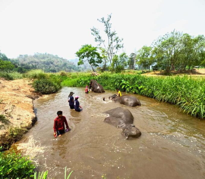 From Chiang Mai: Chiang Mai Elephant Care Morning Program - Culinary Experience
