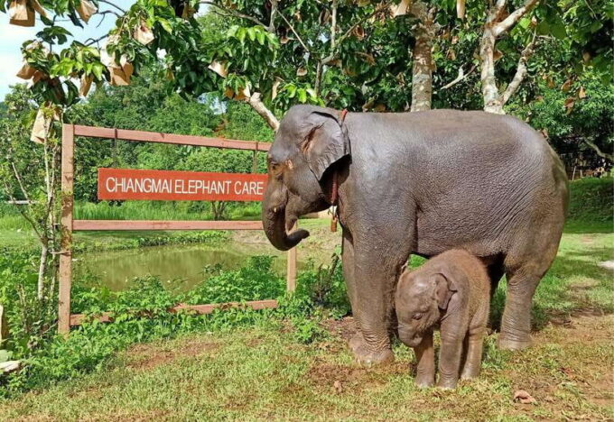From Chiang Mai: Chiang Mai Elephant Care Morning Program - Frequently Asked Questions