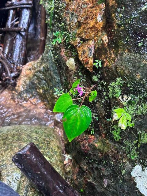 From Chiang Mai: Doi Saket Hiking Tour With Lunch - Lunch by the Creek