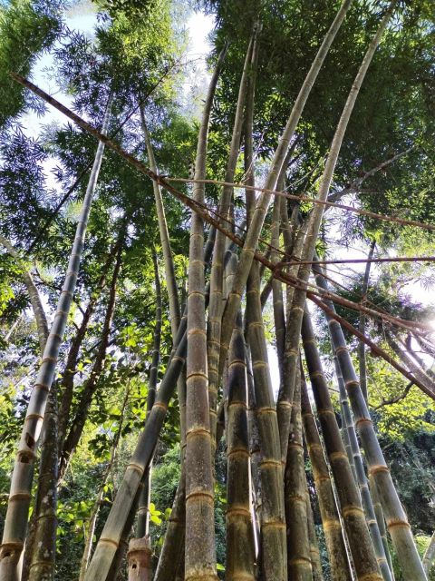 From Chiang Mai: Doi Saket Hiking Tour With Lunch - Frequently Asked Questions