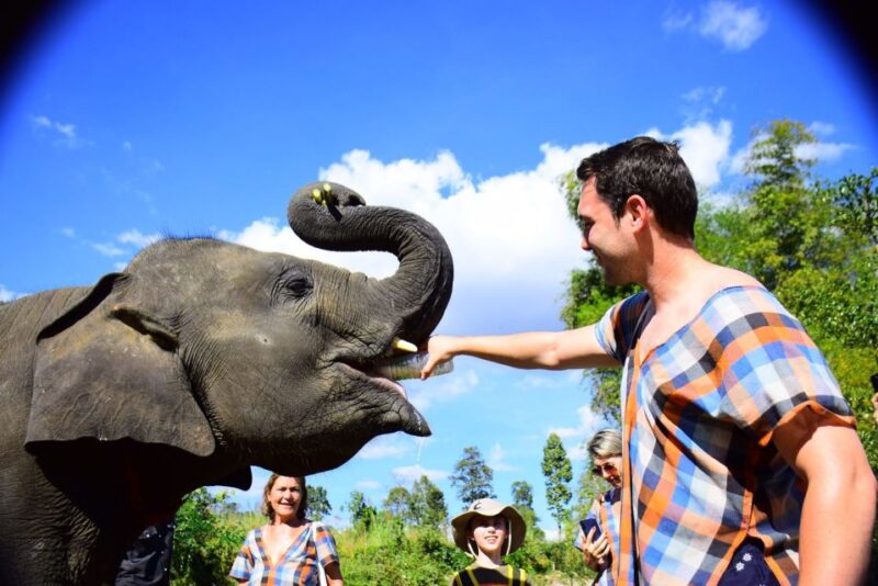 From Chiang Mai: Elephant Care Program and Nursery Tour - Key Points
