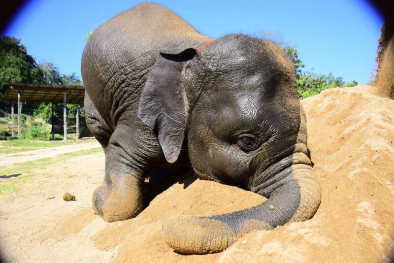 From Chiang Mai: Elephant Care Program and Nursery Tour - Booking Information