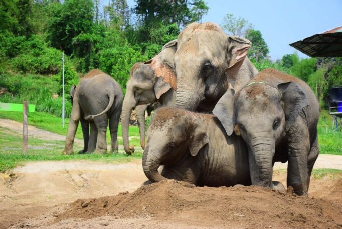 From Chiang Mai: Elephant Care Program and Nursery Tour - Pickup and Return
