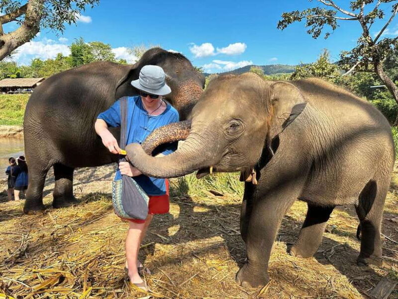 From Chiang Mai: Living Green Elephant Sanctuary Tour - Key Points