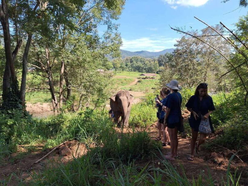 From Chiang Mai: Living Green Elephant Sanctuary Tour - Important Information and Requirements