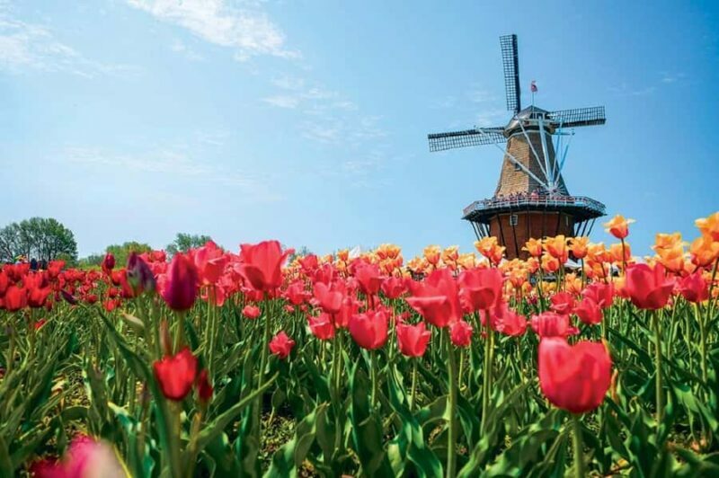 From Chicago:1-Day Windmill Island w/Seasonal Tulip Upgrade - Key Points