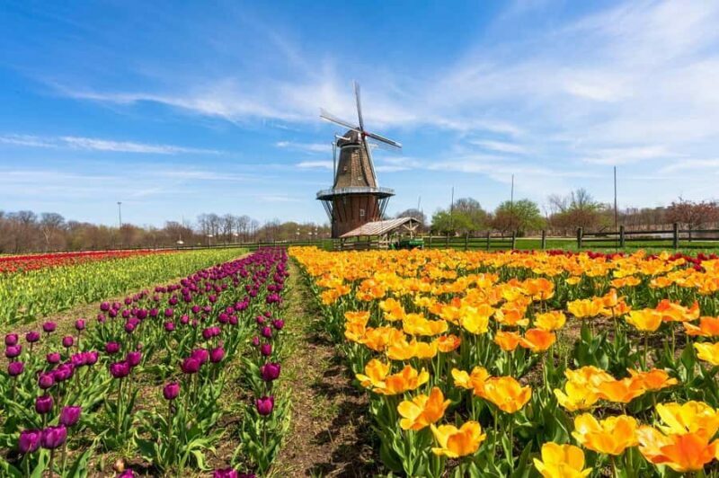 From Chicago:1-Day Windmill Island w/Seasonal Tulip Upgrade - Practical Details and Value