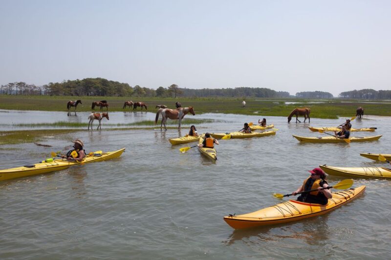 From Chincoteague: Guided Kayak Tour to Assateague Island - Customer Reviews
