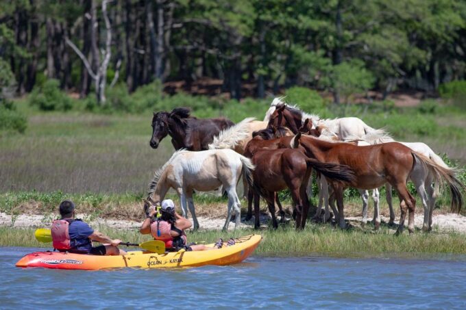 From Chincoteague: Guided Kayak Tour to Assateague Island - Kayak Tour Itinerary