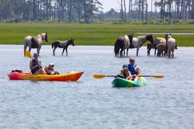From Chincoteague: Guided Kayak Tour to Assateague Island - Preparing for Your Adventure