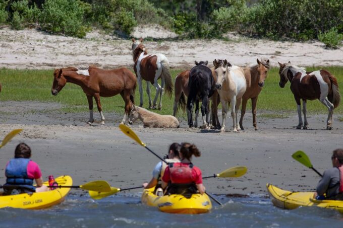 From Chincoteague: Guided Kayak Tour to Assateague Island - Frequently Asked Questions