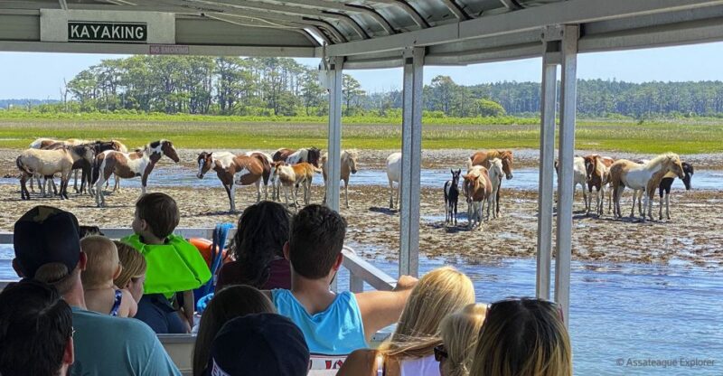 From Chincoteague Island: Assateague Island Boat Tour - Key Points
