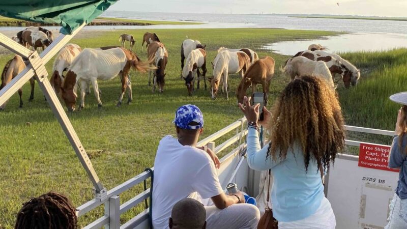 From Chincoteague Island: Assateague Island Boat Tour - Wildlife and Highlights