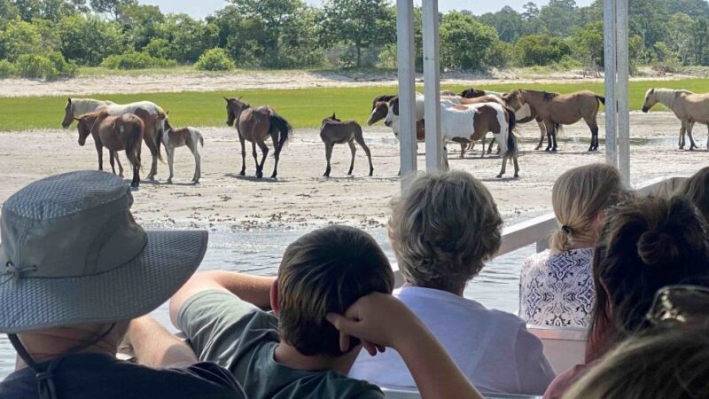 From Chincoteague Island: Assateague Island Boat Tour - Booking Details