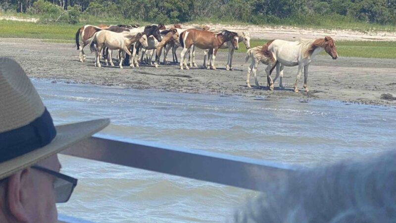 From Chincoteague Island: Assateague Island Boat Tour - Meeting Location