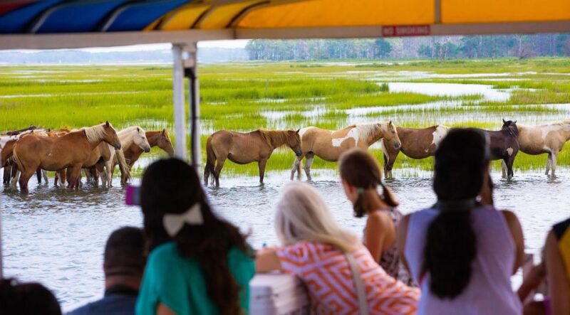 From Chincoteague Island: Assateague Island Boat Tour - Preparation Essentials